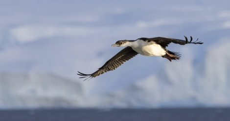 Albatross Albatross