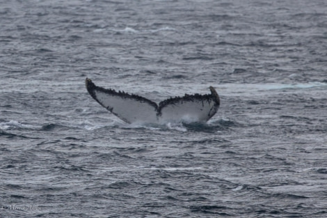 HDS30-24, Day 5, 088A4523 © Martin Anstee - Oceanwide Expeditions.jpg