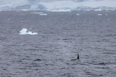 HDS30-24, Day 5, 088A4558 © Martin Anstee - Oceanwide Expeditions.jpg