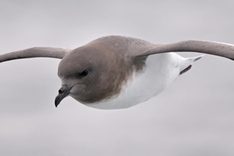 HDS30-24, Day 8, Antarctic Petrel (1) © Andrew Crowder - Oceanwide Expeditions.jpeg