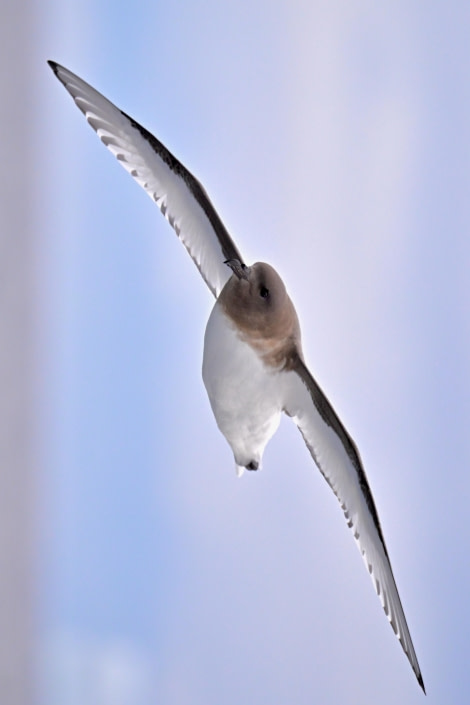 HDS30-24, Day 8, Antarctic Petrel © Andrew Crowder - Oceanwide Expeditions.jpeg