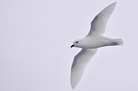 HDS30-24, Day 8, Snow Petrel (2) © Andrew Crowder - Oceanwide Expeditions.jpeg