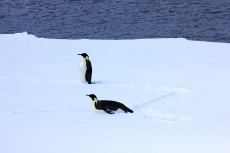 HDS30-24, Day 8, Triplog Emperor penguins © Unknown photographer - Oceanwide Expeditions.JPG