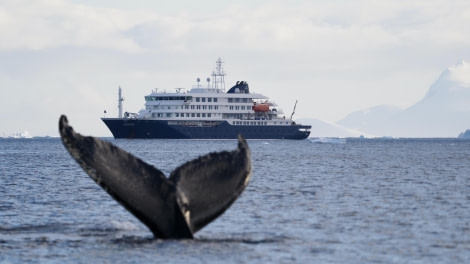 HDS30-24, Day 13, HumpbacktaleHondius2-MeikeSjoer © Meike Sjoer - Oceanwide Expeditions.JPG