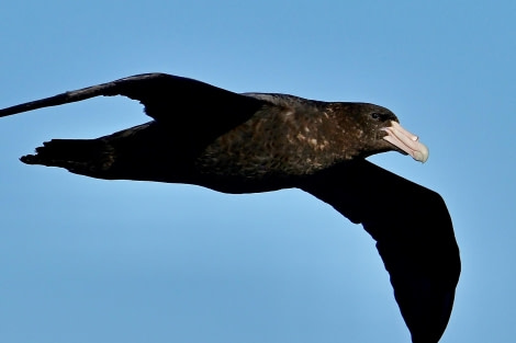 HDS30-24, Day 15, Bird (1) © Unknown photographer - Oceanwide Expeditions.jpg