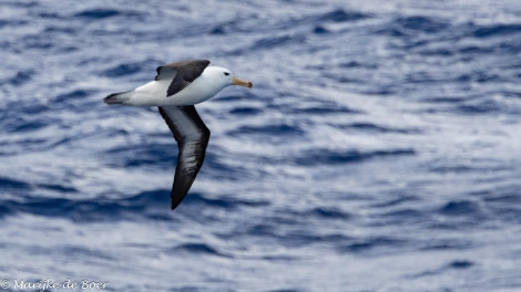 HDS30-24, Day 2, 398A3367 © Marijke de Boer - Oceanwide Expeditions.jpg