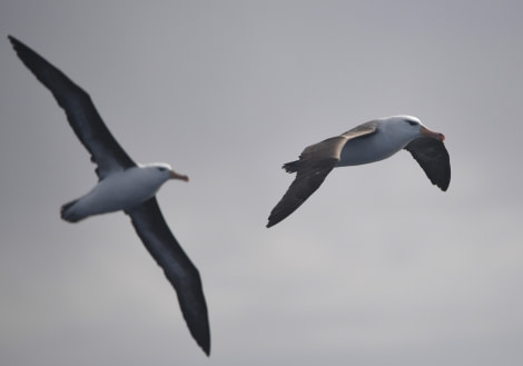 OTL32-24, Day 2, Blackbrowed @  Unknown photographer - Oceanwide Expeditions.JPG