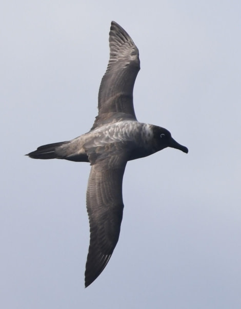 OTL32-24, Day 2, Lightmantled @  Unknown photographer - Oceanwide Expeditions.JPG