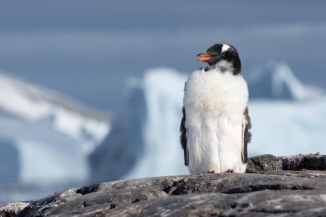 OTL32-24, Day 4, FZ1A7338 @  Charlotte Taplin - Oceanwide Expeditions.jpg