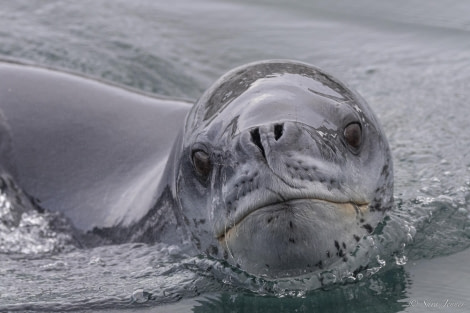 OTL32-24, Day 4, Leopard Seal 2 @  Sara Jenner - Oceanwide Expeditions.jpg