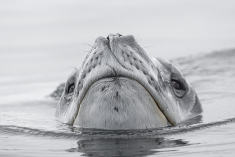 OTL32-24, Day 4, Leopard Seal 3 @  Sara Jenner - Oceanwide Expeditions.jpg