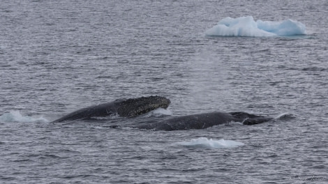 OTL32-24, Day 5, Humpback 1 @  Sara Jenner - Oceanwide Expeditions.jpg