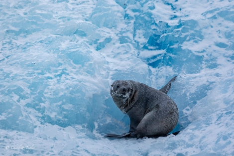 OTL32-24, Day 6, FZ1A7403 @  Charlotte Taplin - Oceanwide Expeditions.jpg