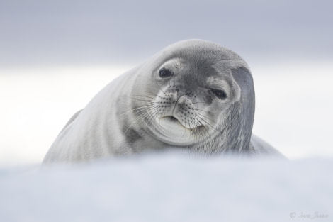 OTL32-24, Day 6, Weddell Seal 1 @  Sara Jenner - Oceanwide Expeditions.jpg