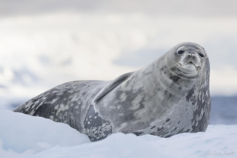 OTL32-24, Day 6, Weddell Seal 2 @  Sara Jenner - Oceanwide Expeditions.jpg