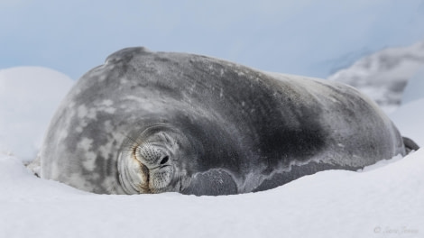 OTL32-24, Day 8, Fish Islands 1 @  Sara Jenner - Oceanwide Expeditions.jpg