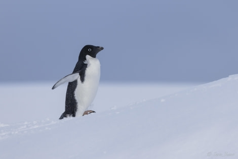 OTL32-24, Day 8, Fish Islands 11 @  Sara Jenner - Oceanwide Expeditions.jpg