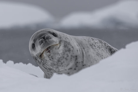 OTL32-24, Day 9, Cuverville Island 1 @  Sara Jenner - Oceanwide Expeditions.jpg