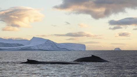 OTL32-24, Day 10, Humpbacks at Sunrise @  Sara Jenner - Oceanwide Expeditions.jpg