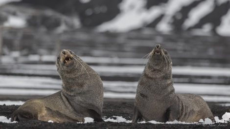 OTL32-24, Day 11, Deception Island 3 @  Sara Jenner - Oceanwide Expeditions.jpg