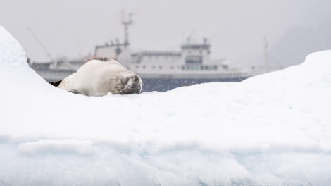 Crabeater Seal with M/V Plancius