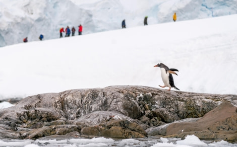 Strolling Gentoo Penquin