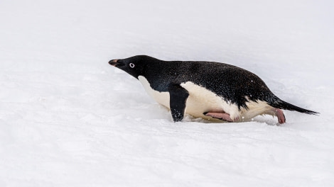 Sliding Adelie Penguin