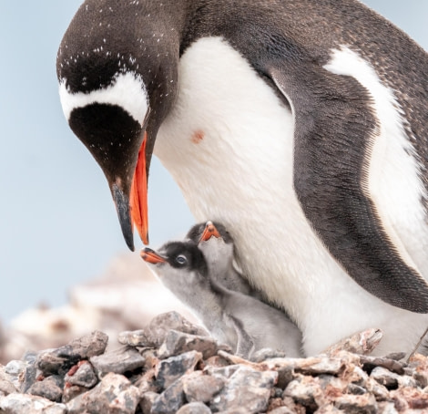 Gentoo Penguin with Chicks