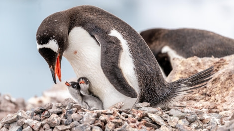 Gentoo Penguin with Chicks