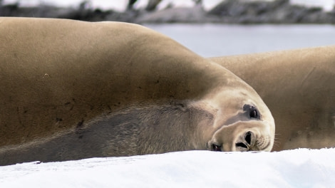 Weddell Seal Resting