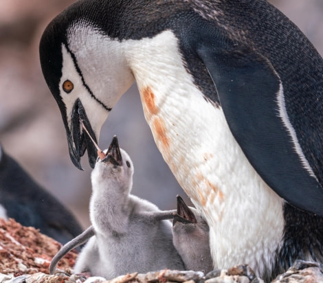 Chinstrap Penguin Feeding Chicks