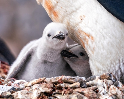 Chinstrap Penguin Chicks