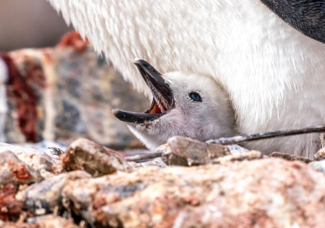 Chinstrap Penguin Chick Showing Spikes