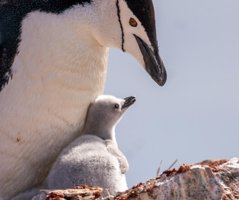 Chinstrap Penguin with Chick