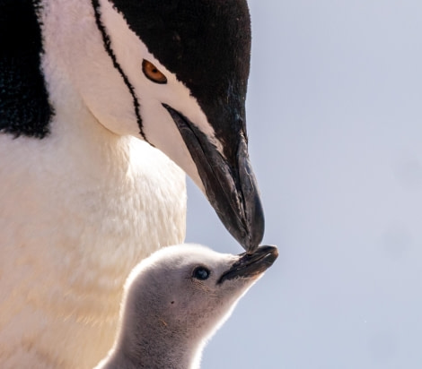 Chinstrap Penguin with Chick