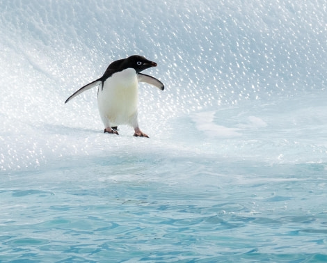 Adelie Penguin About To Jump In