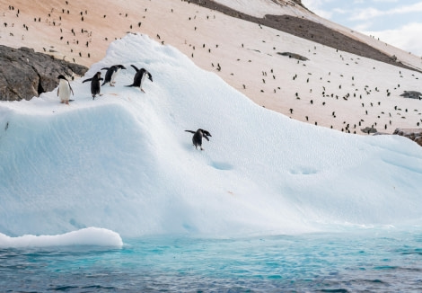 Adelie Penguins Looking for a Way Down