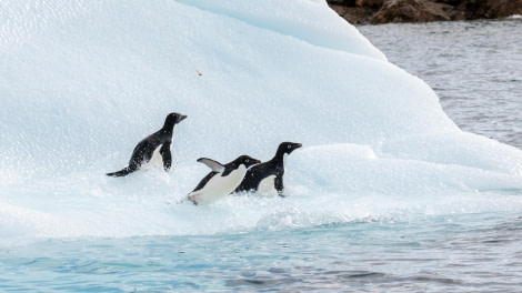 Adelie Penguin Jumping In