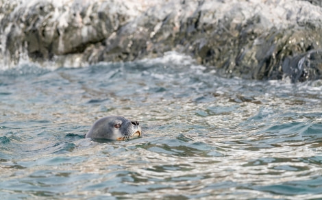 Weddell Seal