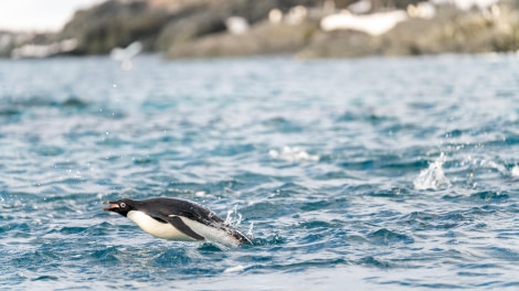 Adelie Penguin Flying Out of Water