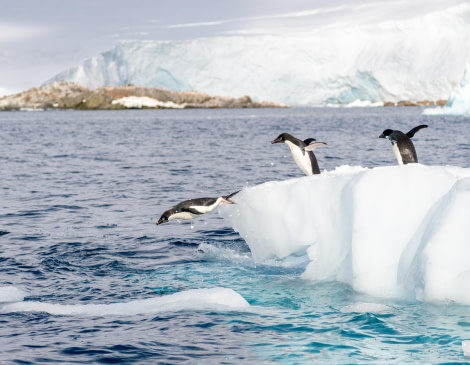 Adelie Penguins Jumping In