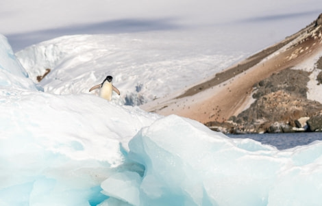 Adelie Penguin