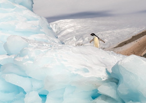 Adelie Penguin