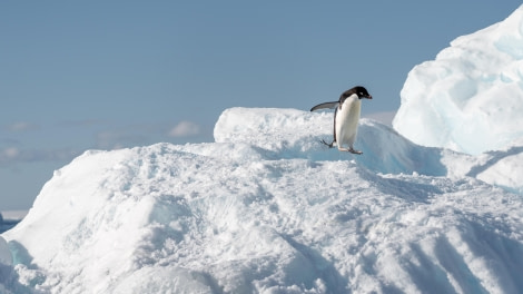 Adelie Penguin Jumping