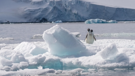 Adelie Penguins Checking You Out