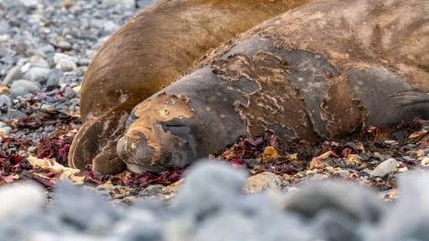 Molting Southern Elephant Seals