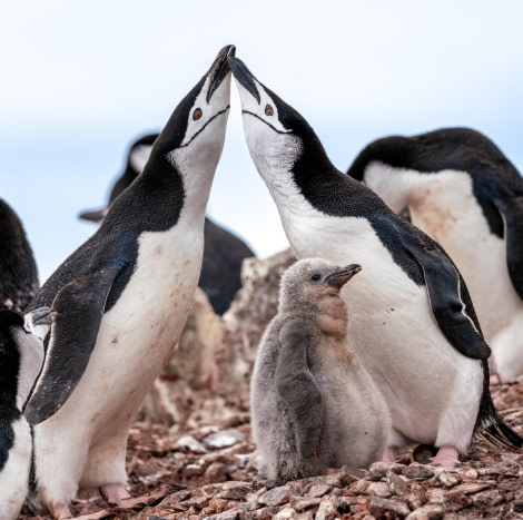 Chinstrap Penguins Kissing With Chick