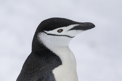 Charismatic Chinstrap penguin! (Charismatische Kinbandpinguin!)