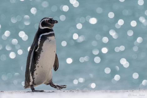 FALKLANDS 6 © Sara Jenner - Oceanwide Expeditions.jpeg