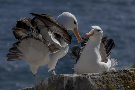 FALKLANDS 9 © Sara Jenner - Oceanwide Expeditions.jpeg